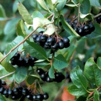 Svartaronia