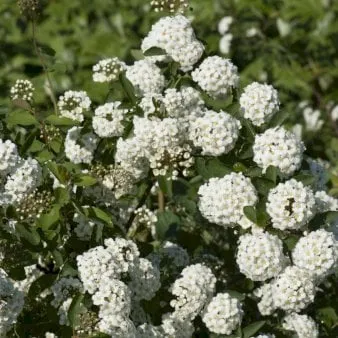 Brudspirea