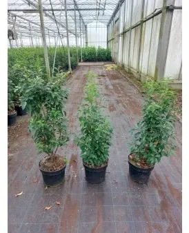 Portugisisk lagerkörsbär